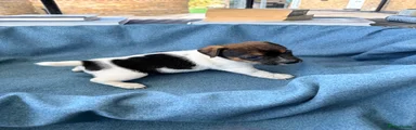 Jack Russell 5