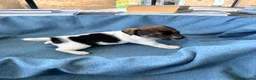 Jack Russell dogs for sale: Beautiful Jack Russell pups, petite, smooth coat.  - Advert 12
