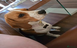 Beagle dogs for sale: Amber - Image 3