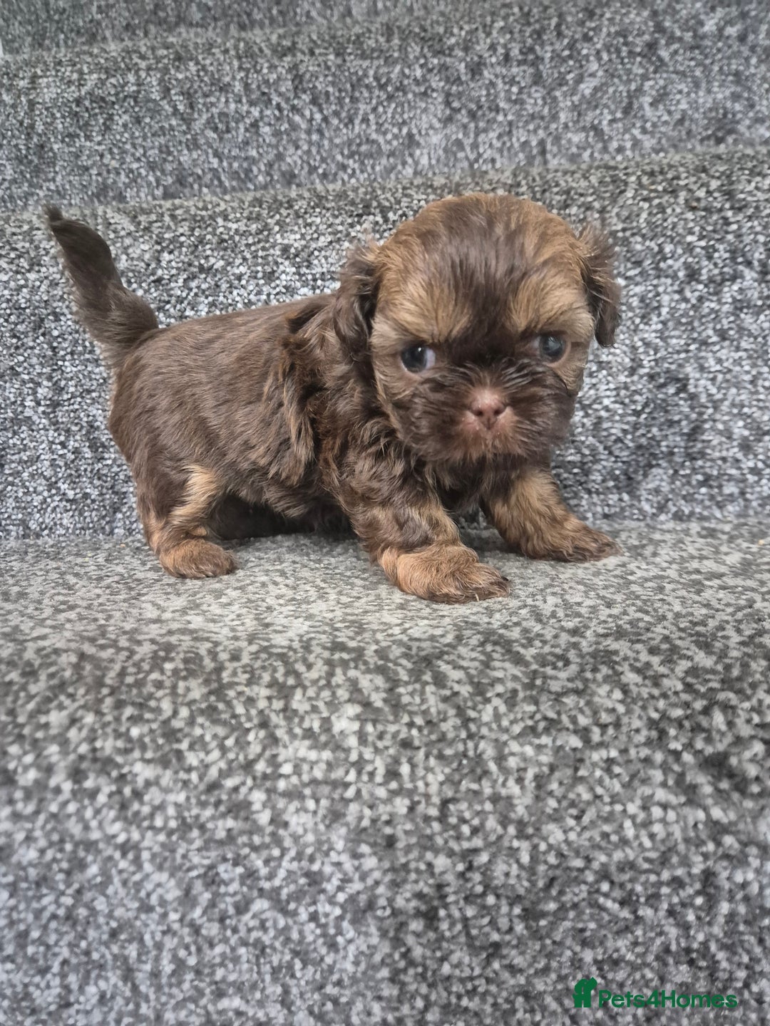 Shih Tzu dogs for sale: Imperial shih tzu puppies - Image 4