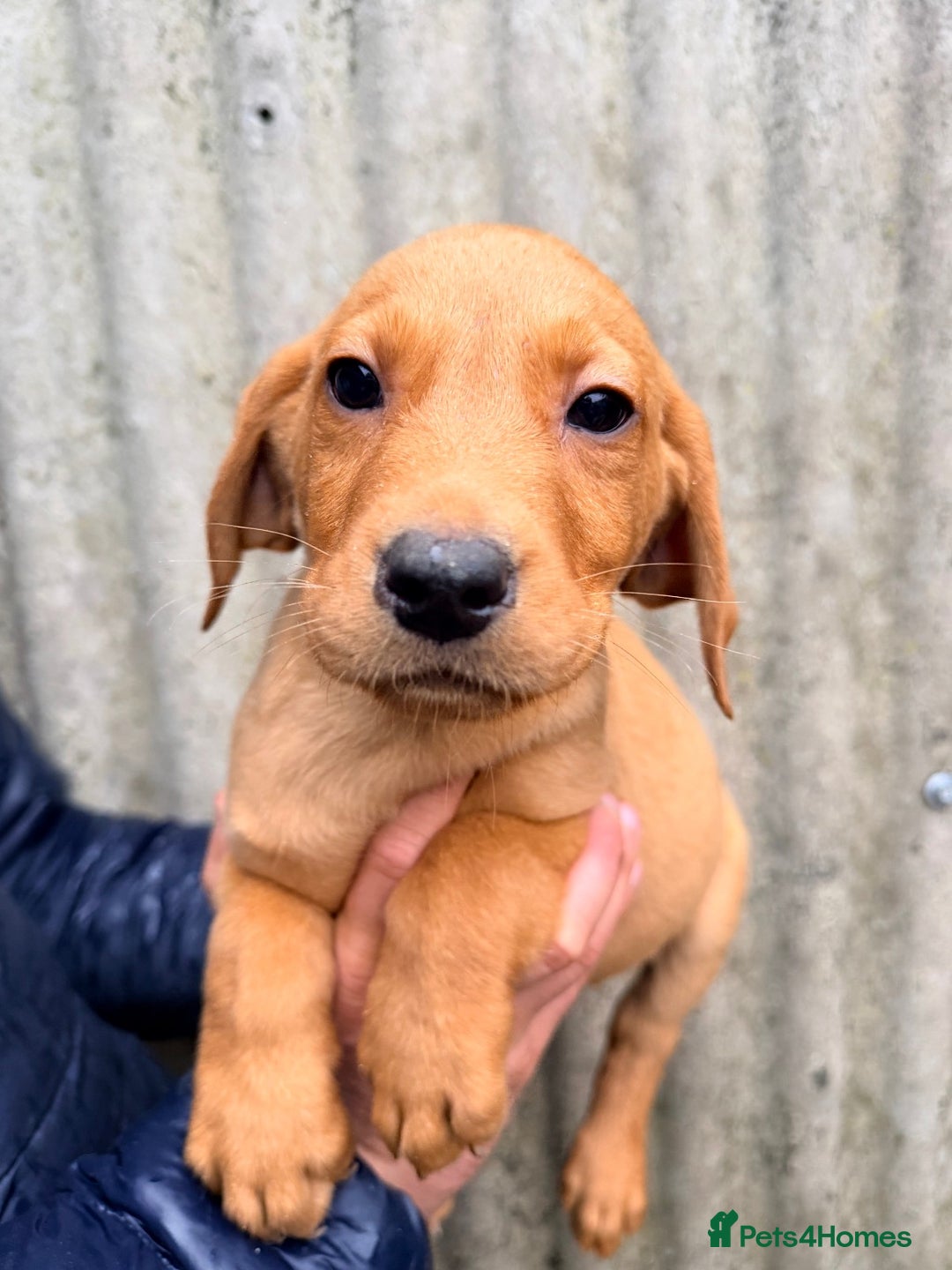 Labrador Retriever dogs for sale: Yellow Labrador’s  - Advert 3