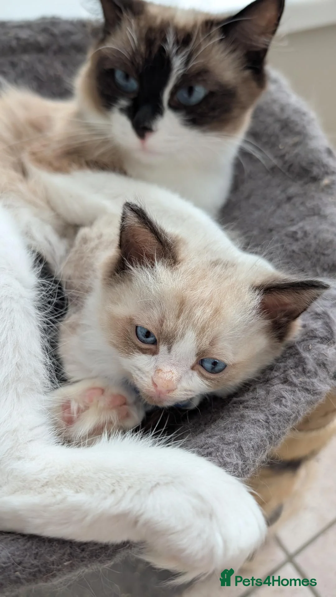 Ragdoll cats for sale: Gorgeous Male Ragdoll kitten Ready to leave - Advert 8
