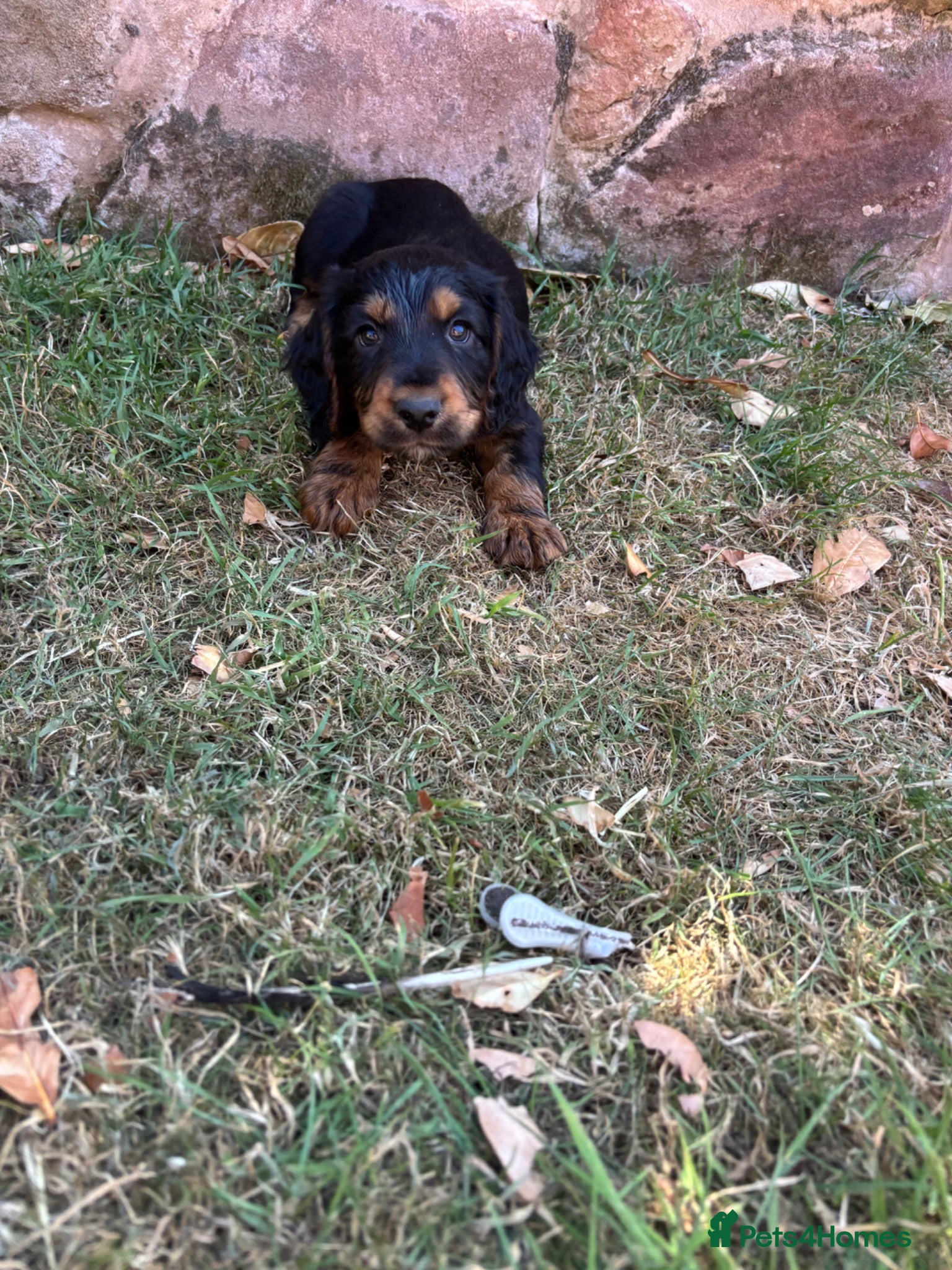 Cocker Spaniel dogs Working Cocker Spaniel Puppies  - Advert 2