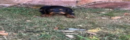 Cocker Spaniel dogs for sale: Working Cocker Spaniel Puppies  - Advert 10