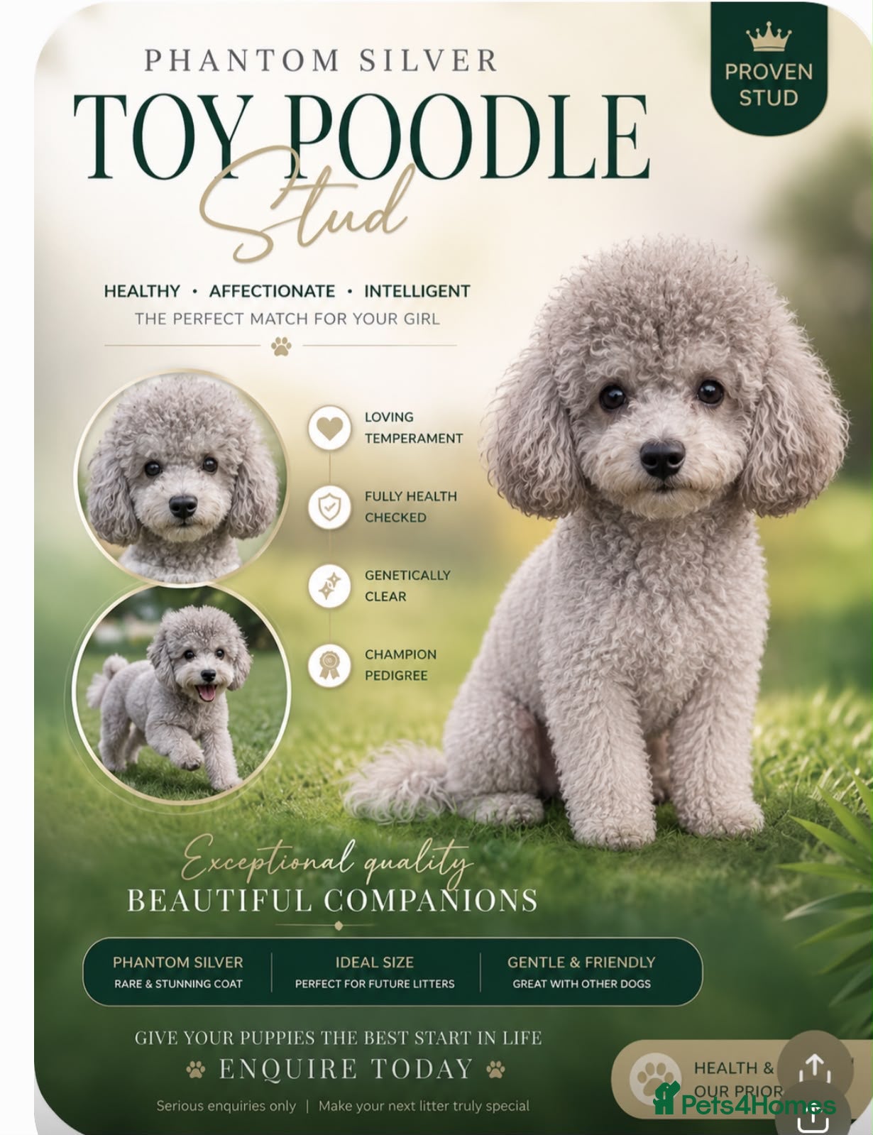 Toy Poodle dogs Beautiful Half Asian Toy Poodle for STUD!❤️🐶 - Advert 1