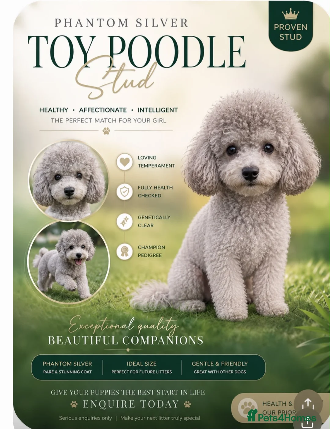 Toy Poodle dogs for stud: Beautiful Half Asian Toy Poodle for STUD!❤️🐶 in Colchester - Advert 1