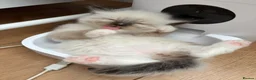 Ragdoll cats for sale: 4 ragdoll boys - Advert 4