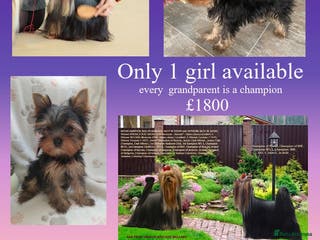 Yorkshire Terrier dogs KC reg, 17 Champions Bloodline(pedigree) - Advert 5
