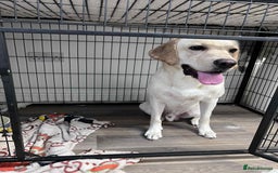 Labrador Retriever dogs for sale: 19 months yellow labrador  - Image 5