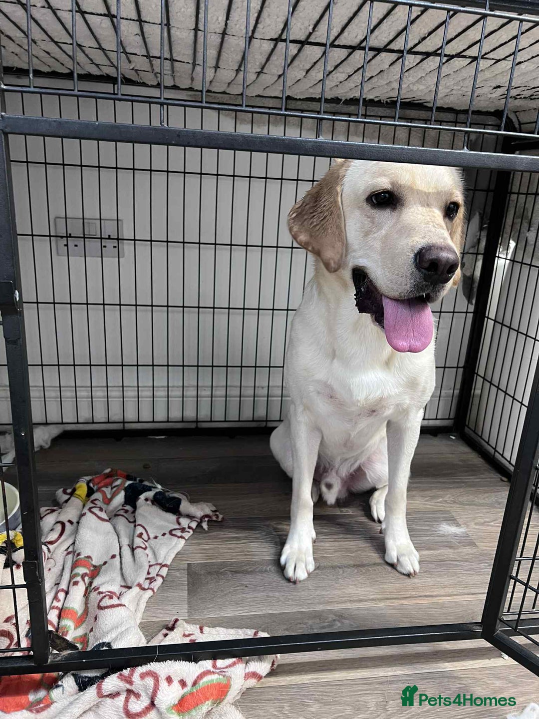 Labrador Retriever dogs for sale: 19 months yellow labrador  - Image 5