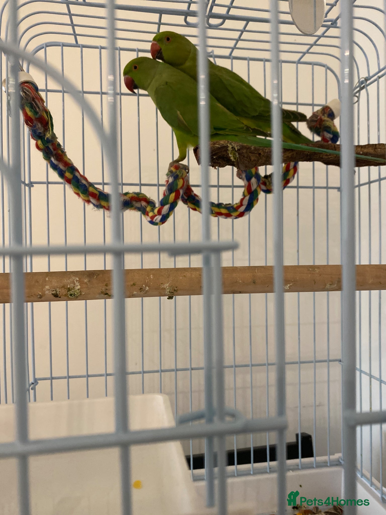 Ringnecks birds 2 Indian ringnecks  - Advert 4