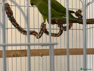 Ringnecks birds 2 Indian ringnecks - Advert 4