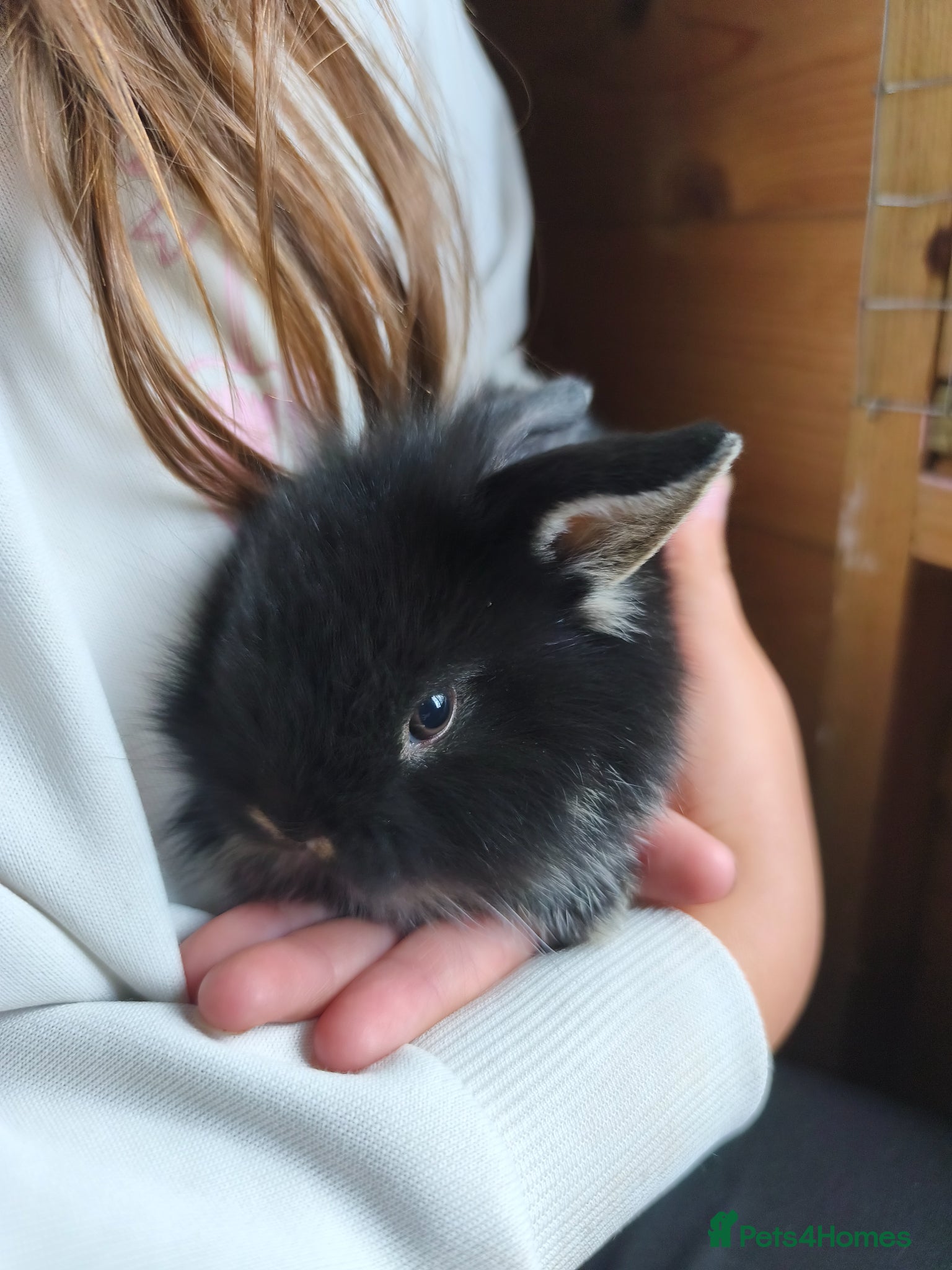 Mini Lop rabbits for sale: Rare Mini Lion Lop Babies for Sale  - Advert 22