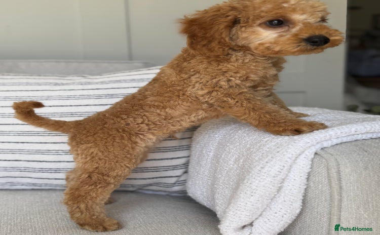Toy Poodle dogs - Advert 6