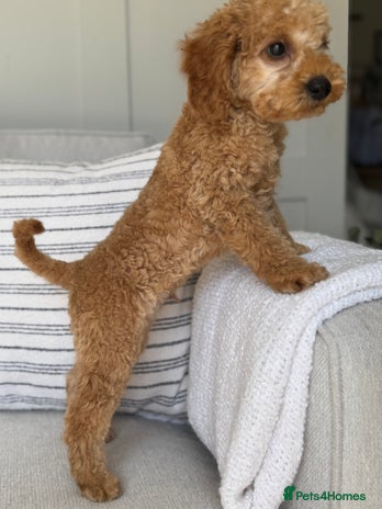 Toy Poodle dogs - Advert 15