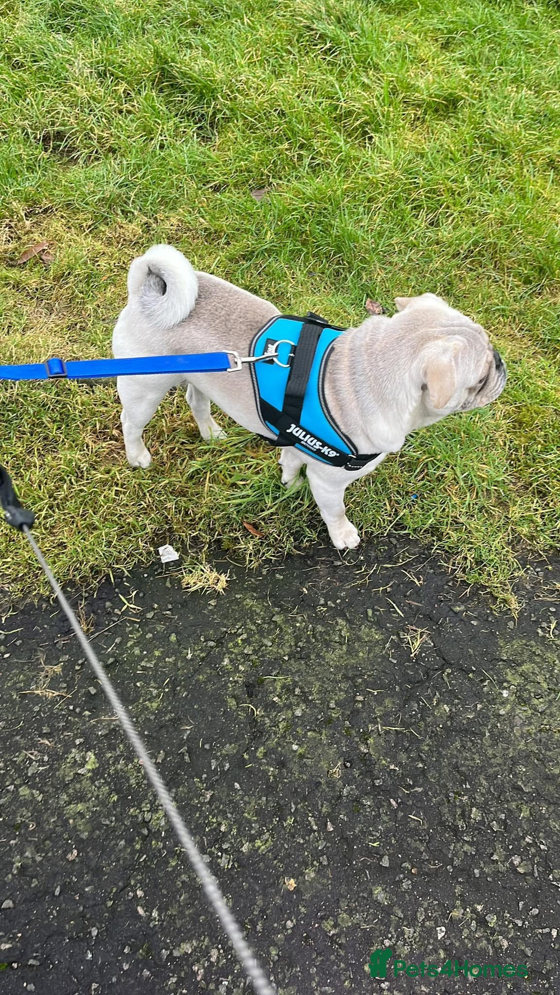 Pug dogs Pug for stud - Advert 9