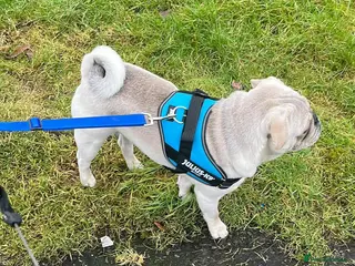 Pug dogs Pug for stud - Advert 9