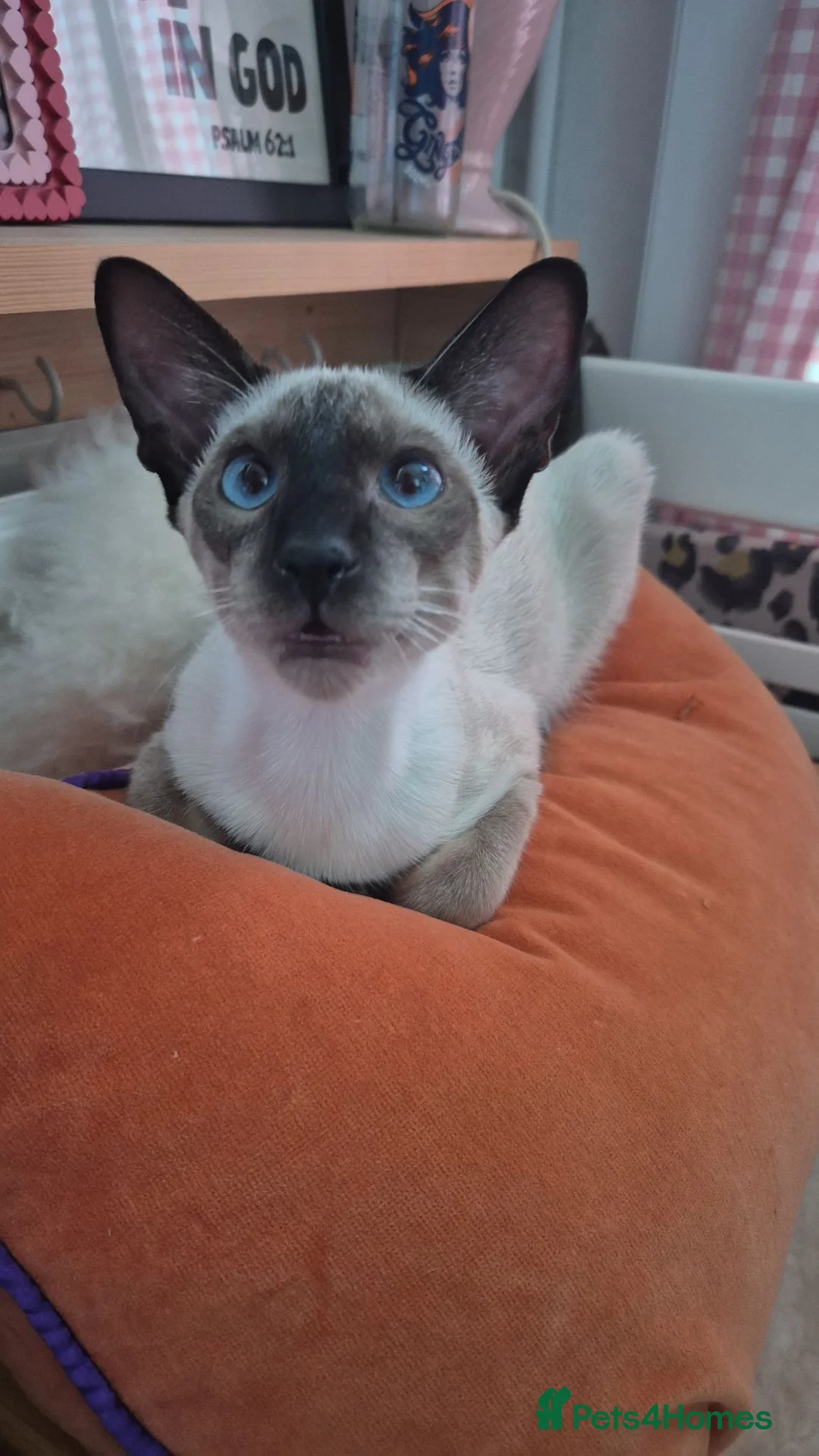 Siamese cats for sale: Male Siamese - Advert 2