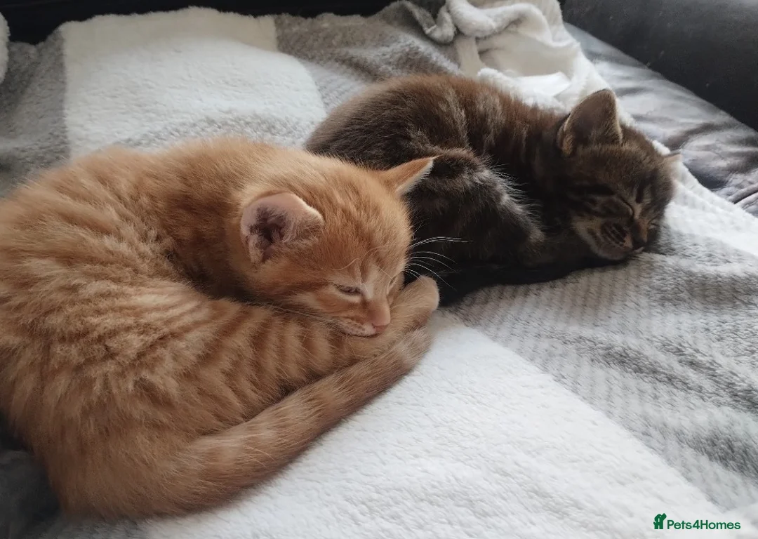 Mixed Breed cats for sale: 2 lovely 8 weeks old Boys  - Advert 1