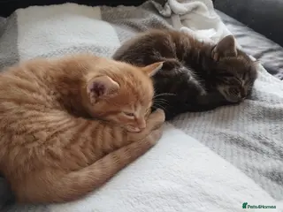 Mixed Breed cats 2 lovely 8 weeks old Boys - Advert 2