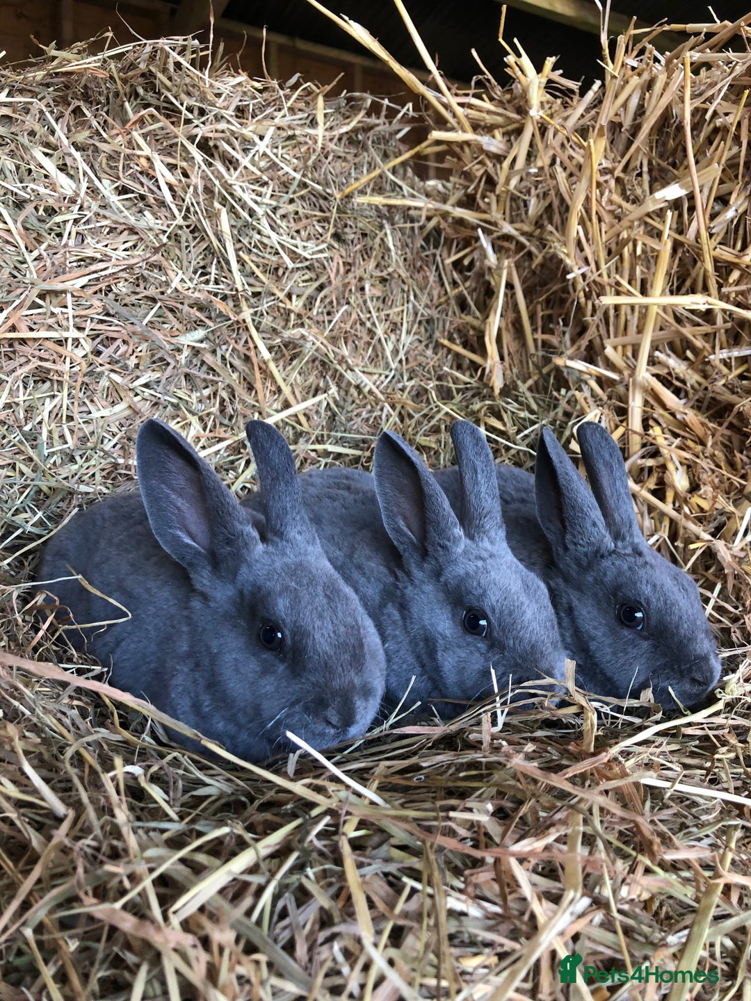 Rex rabbits for sale: Beautiful Pure Breed Velvet Mini Rex babies 🐰  - Advert 8
