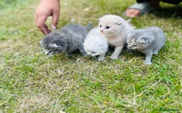 Scottish Fold cats for sale: Adorable Kittens Looking for Their Forever Homes🐾 - Image 23