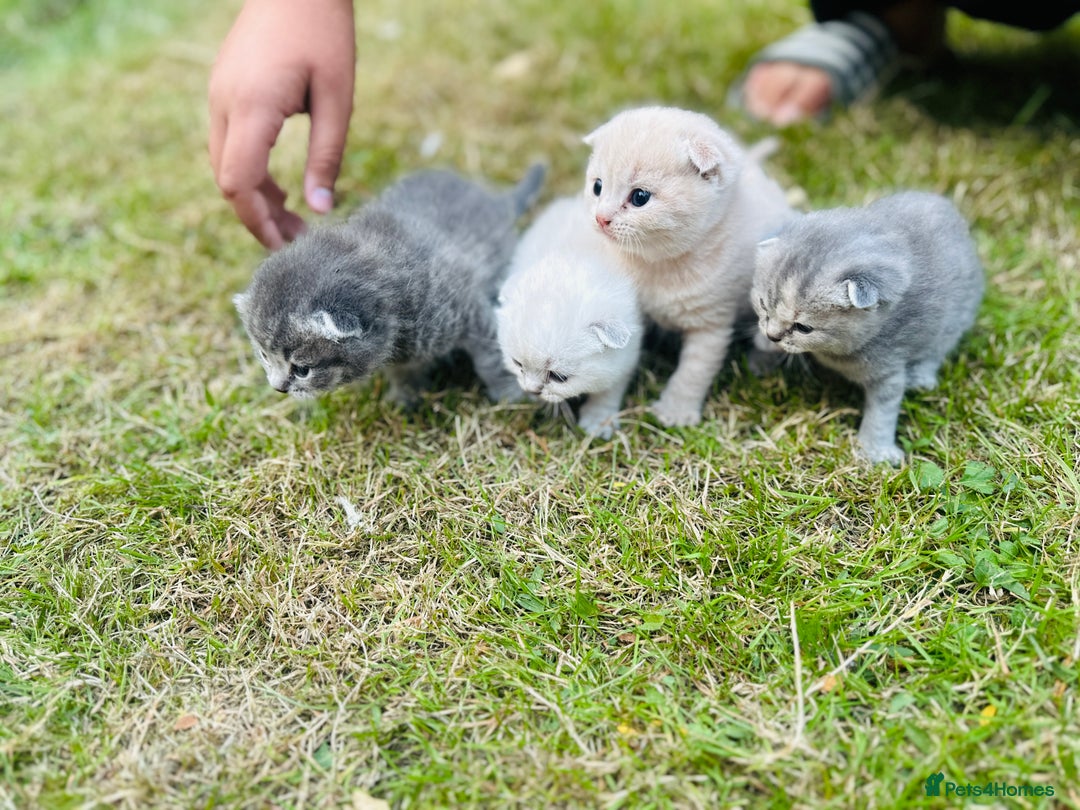 Scottish Fold cats for sale: Adorable Kittens Looking for Their Forever Homes🐾 - Image 23