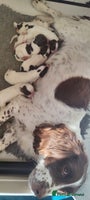 English Springer Spaniel dogs Exceptional 8 DNA tests all CLEAR & Gonioscopy - Advert 4