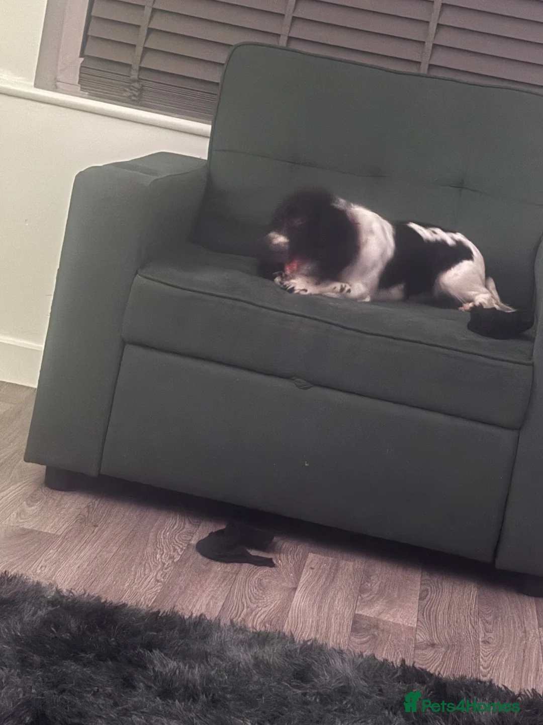 Cocker Spaniel dogs for sale: Female cocker spaniel  - Advert 1