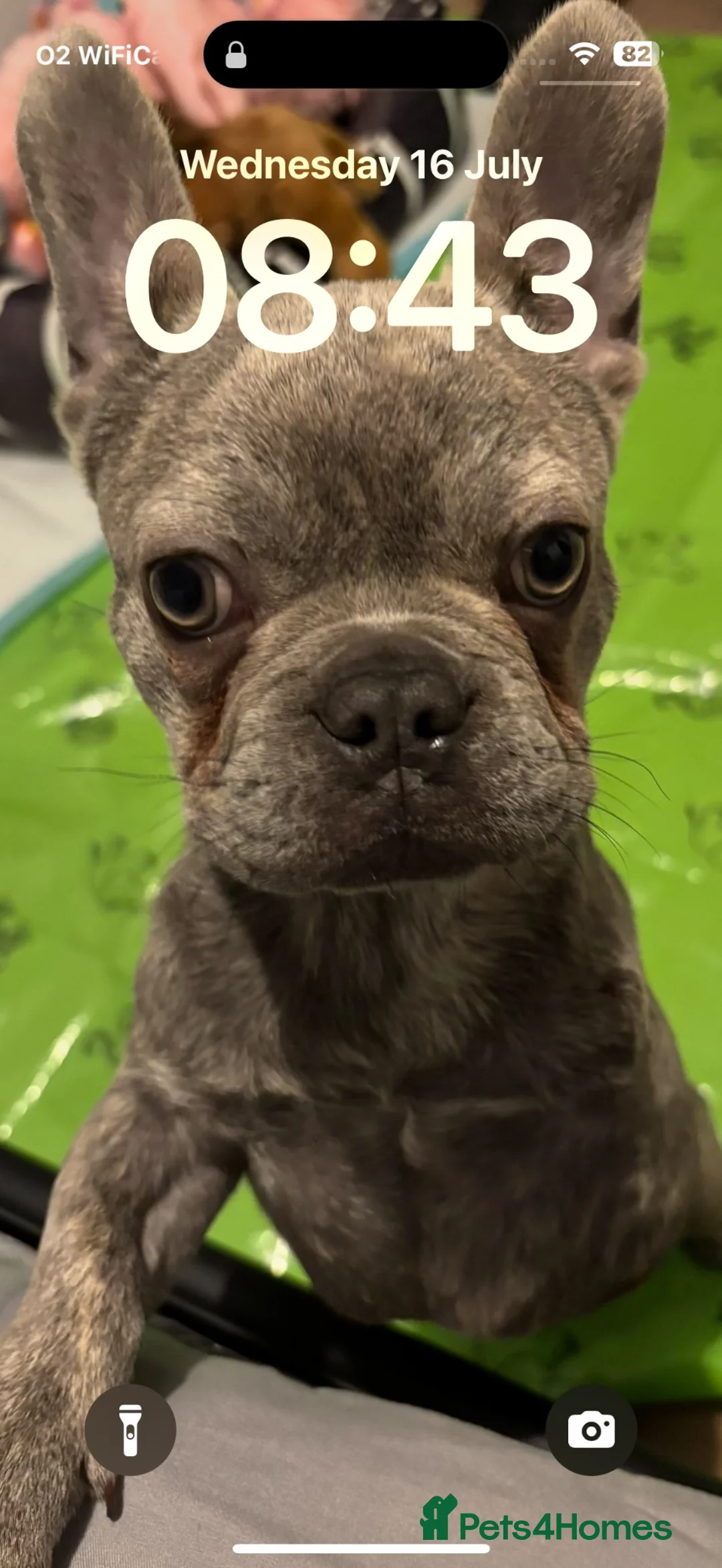 French Bulldog dogs for sale: Small frenchie 1 years old  in West Malling - Advert 2