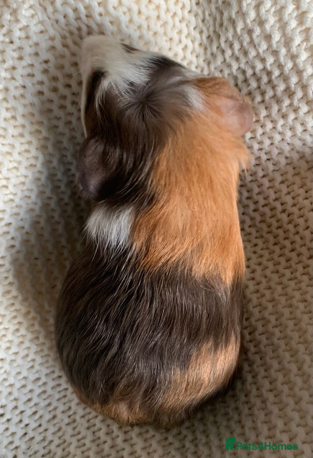 Guinea Pig rodents for sale:  VERY tame, healthy, GORGEOUS baby boy Guinea pigs - Advert 24
