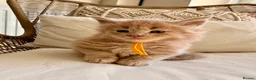 Maine Coon cats for sale: Stunning chunky Mainecoons  in Teignmouth - Advert 31