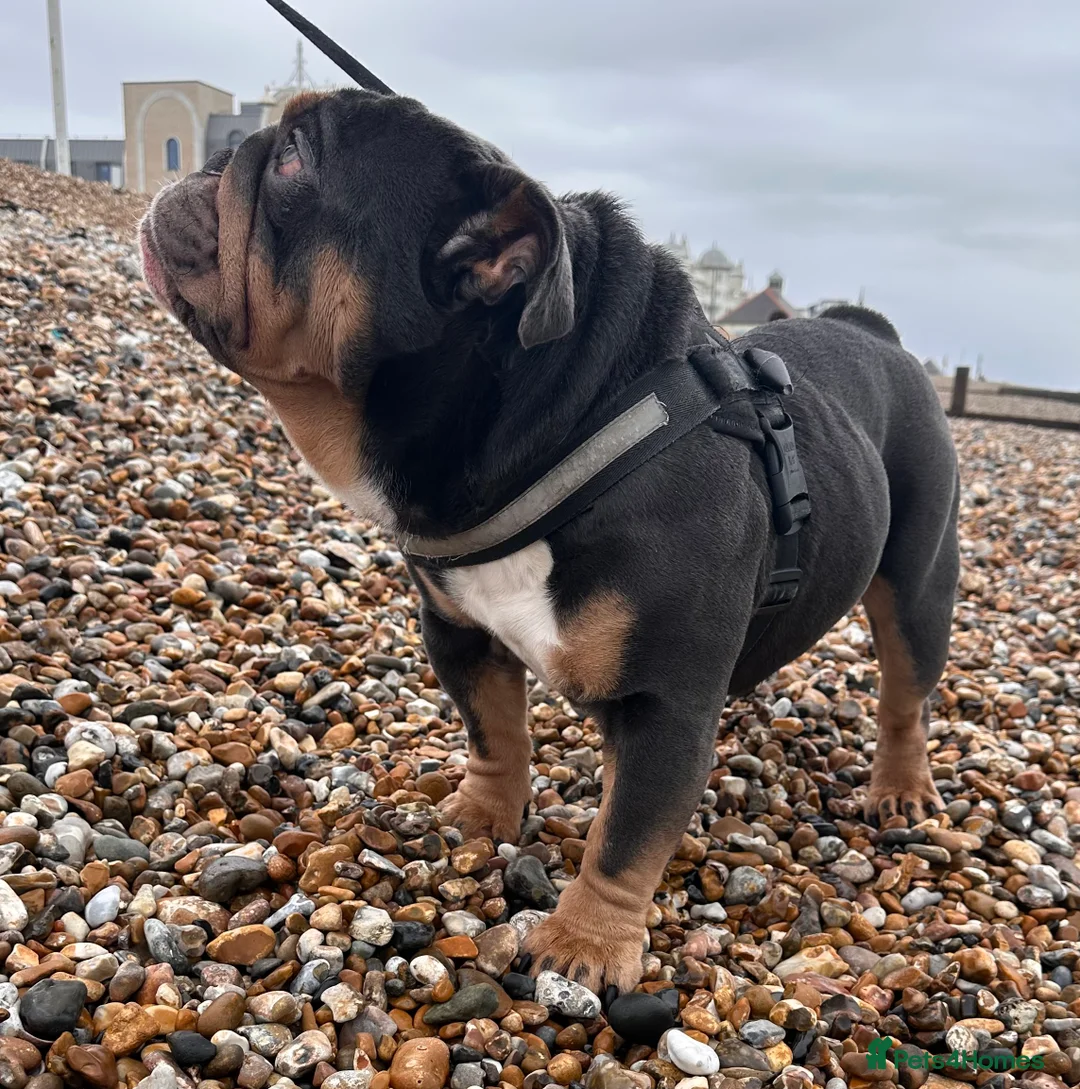 English Bulldog dogs for stud: Blue Tri stud boy  - Advert 13