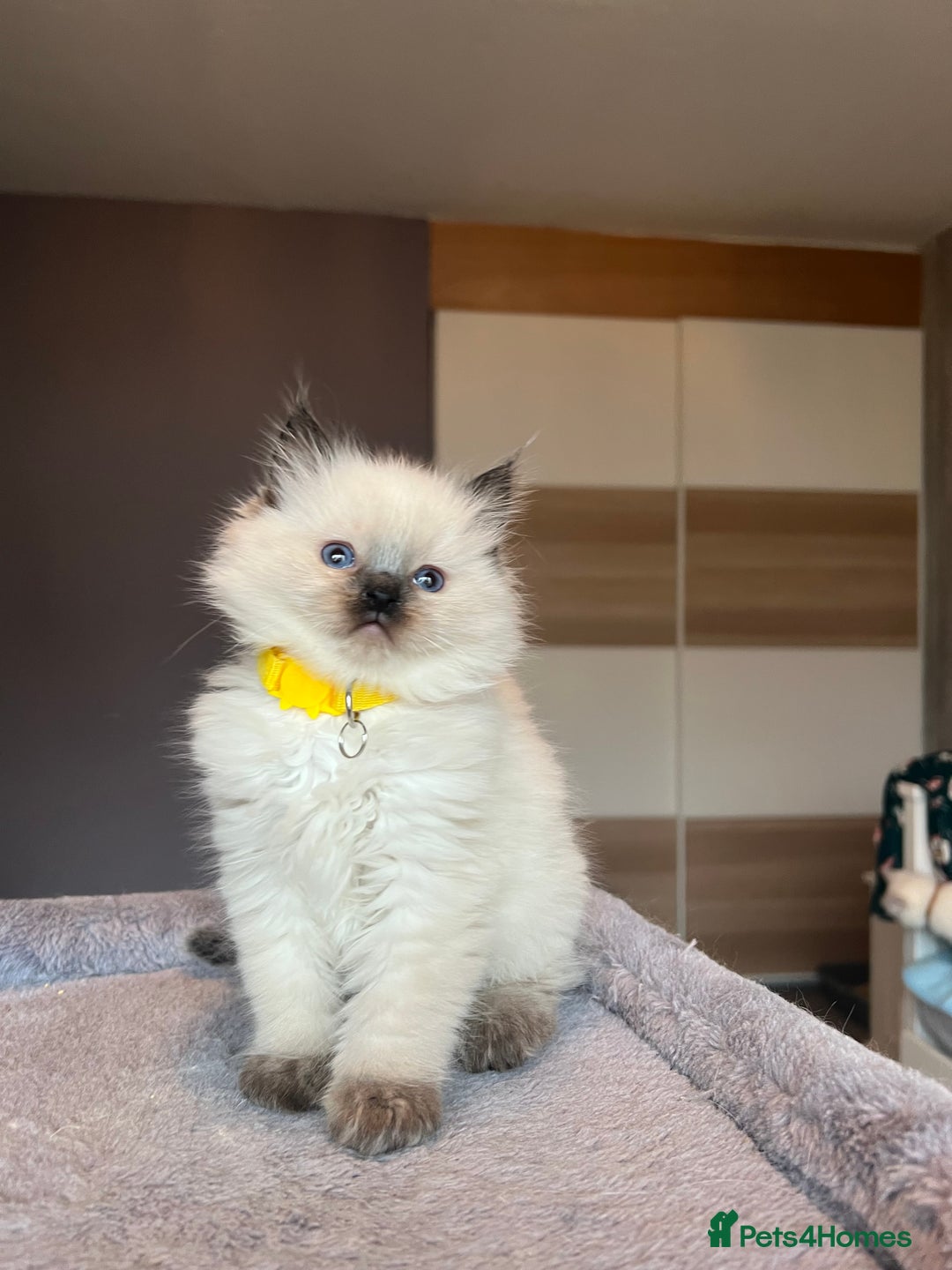 Ragdoll cats for sale: GCCF Ragdoll kittens for sale - Advert 14
