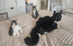 Mixed Breed cats for sale: Beautiful friendly kitties 💖 ready for homes 💕 - Image 15