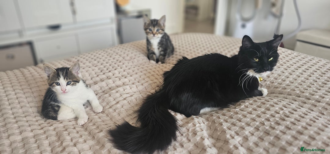 Mixed Breed cats for sale: Beautiful friendly kitties 💖 ready for homes 💕 - Image 15