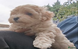 Maltipoo dogs for sale: Adorable Maltipoo Puppies, cream/red M&F - Image 11