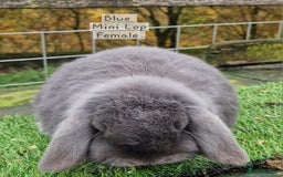 Mini Lop rabbits for sale: Various Mini lops available  - Advert 2