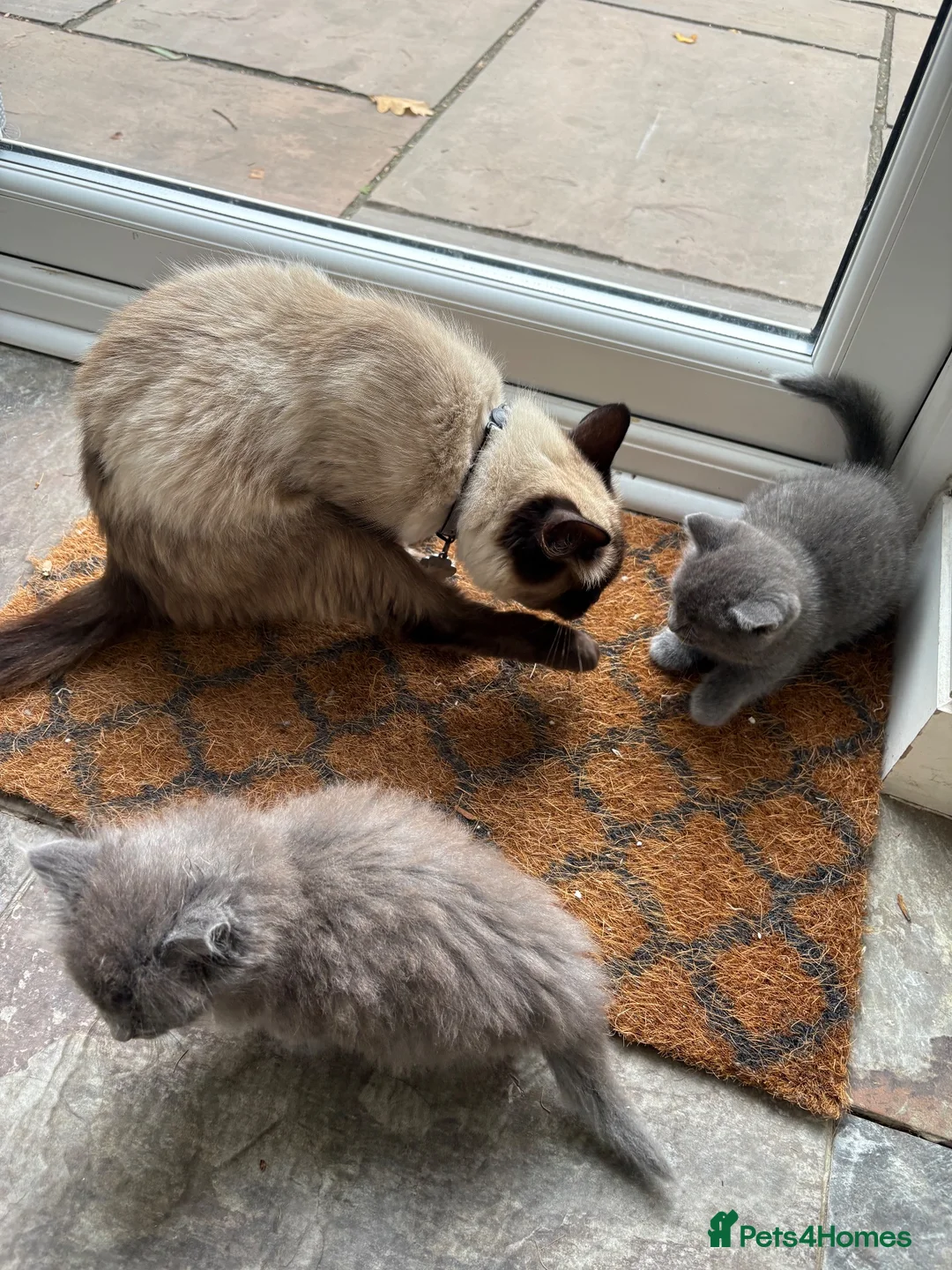 Russian Blue cats for sale: Ragdoll x Russian Blue - Advert 2
