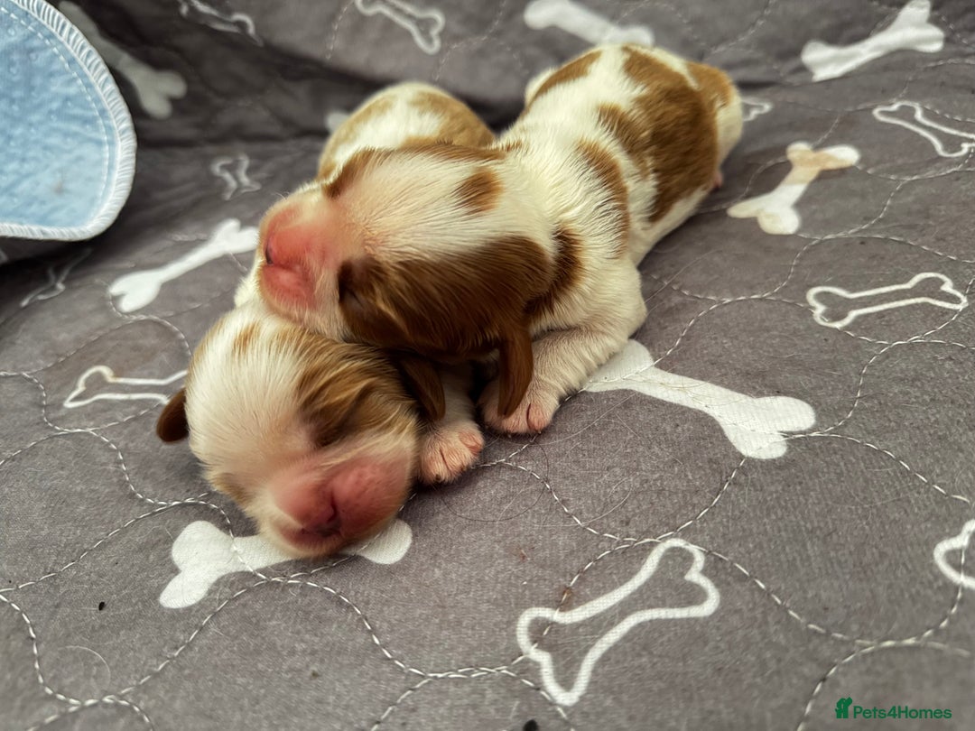 Cavalier King Charles Spaniel dogs for sale: 2 amazing girls Cavalier King Charles Spaniels  - Advert 7
