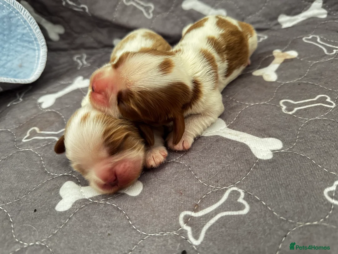 Cavalier King Charles Spaniel dogs for sale: 2 amazing girls Cavalier King Charles Spaniels  - Advert 7