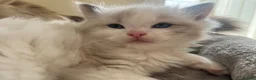 Ragdoll cats for sale: Ragdoll kittens  - Advert 3
