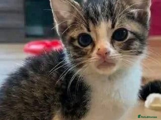 Mixed Breed cats tabby kittens available - Advert 4