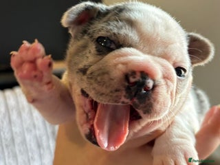 French Bulldog dogs - Advert 33
