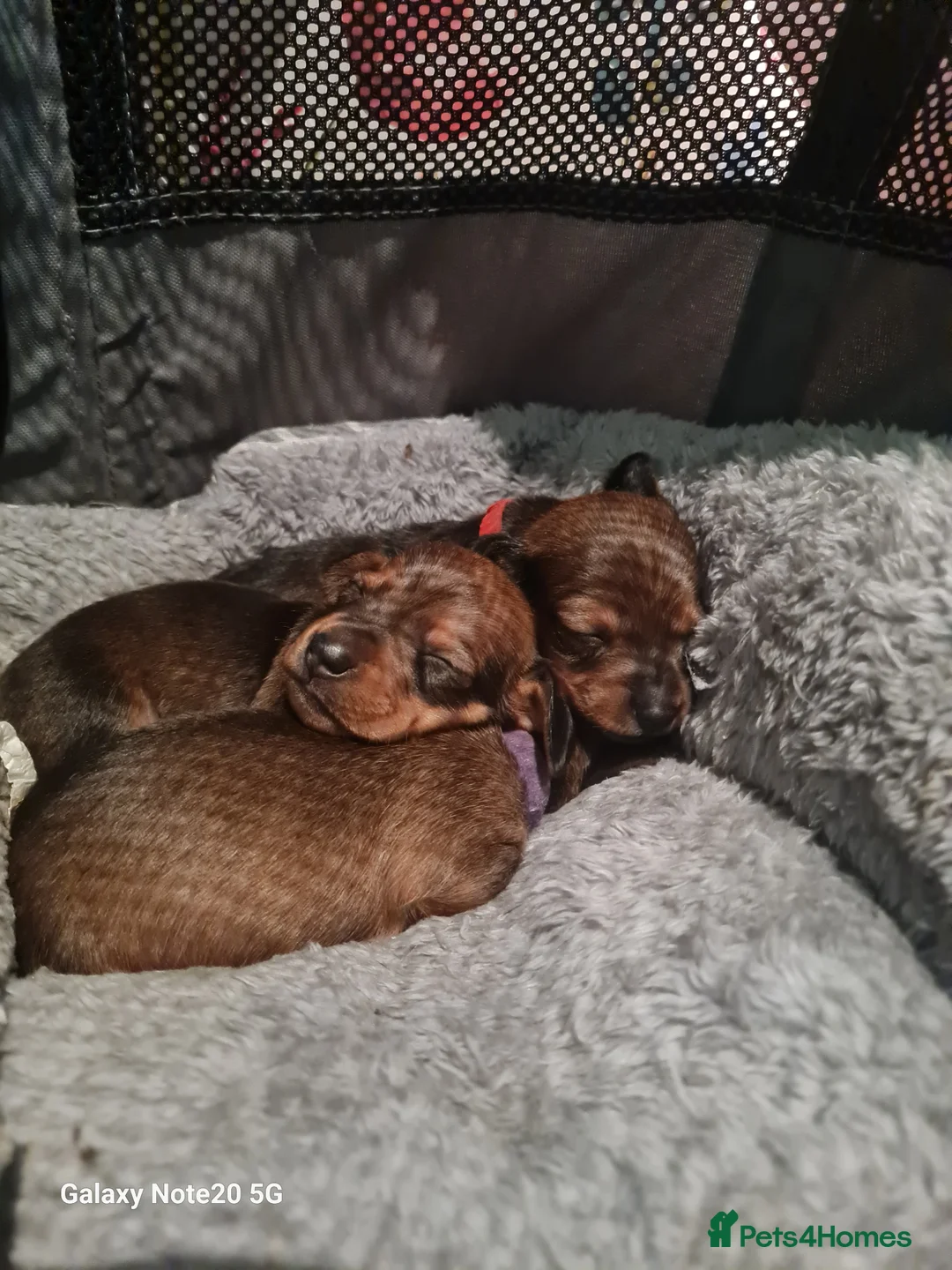 Dachshund dogs for sale: Minature daschund beautiful puppies - Advert 2