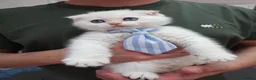 Scottish Fold cats for sale: ⭐️ Top Quality Scottish Fold Kittens ⭐️ - Advert 27