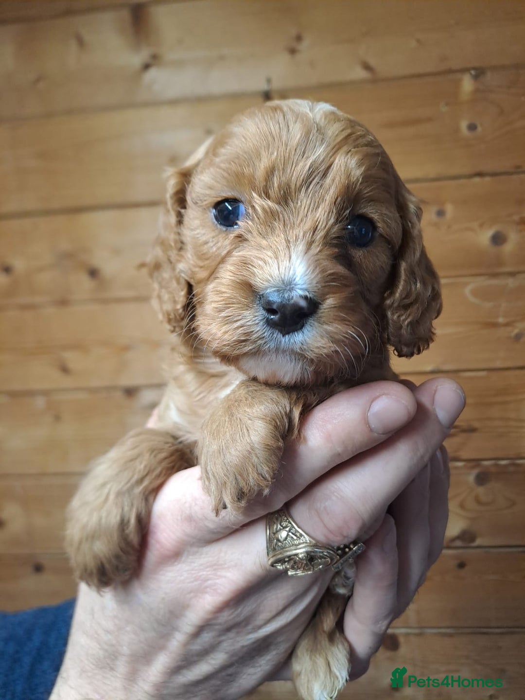 Cavapoo dogs for sale: Outstanding Cavapoo puppies - Advert 1