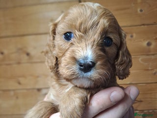 Cavapoo dogs Outstanding Cavapoo puppies - Advert 1