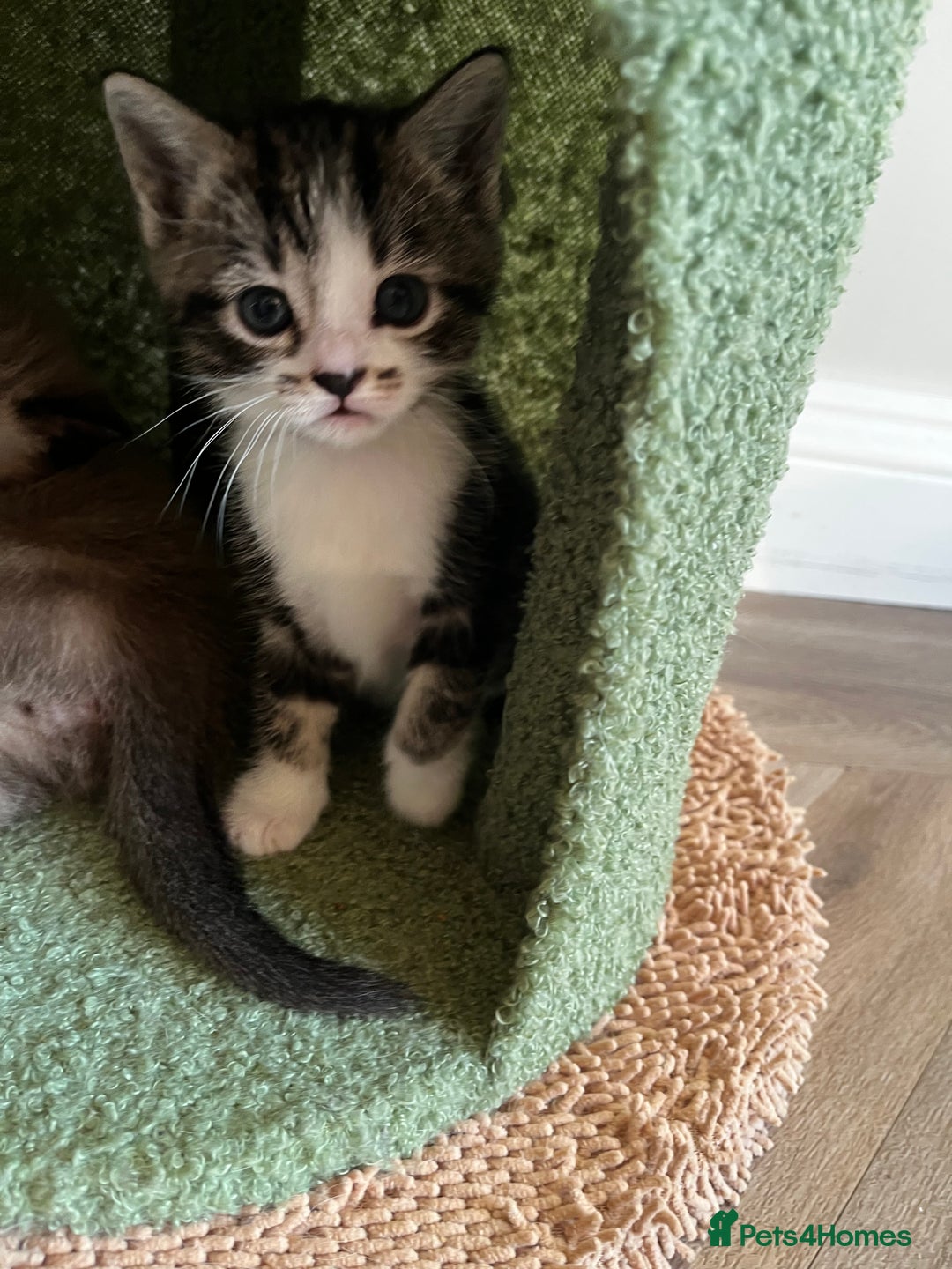 Ragdoll cats for sale: Ragdoll X kittens  - Advert 10