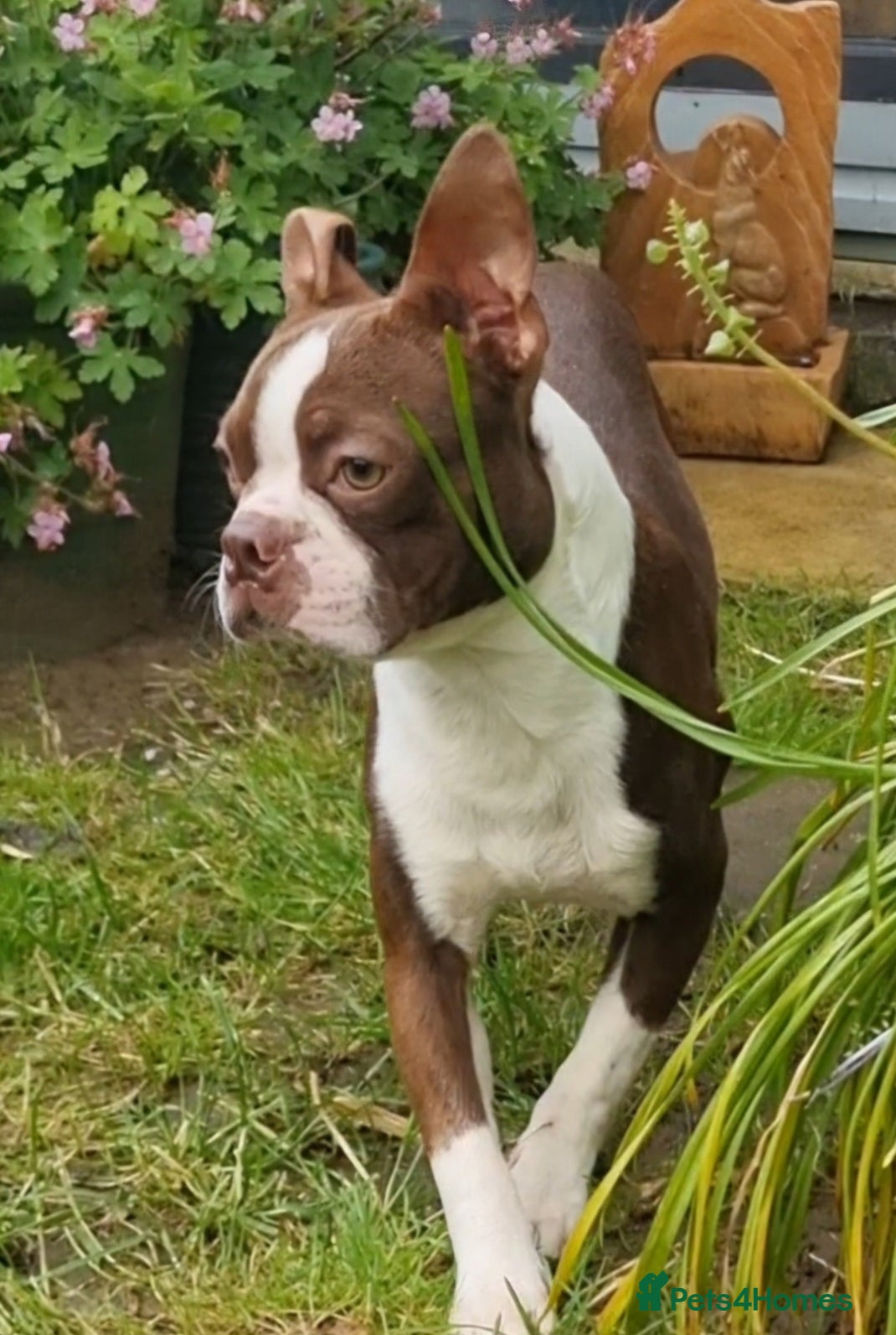 Boston Terrier dogs Red Boston Terrier Stud - Advert 2